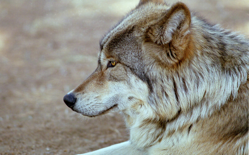 wolf in profile