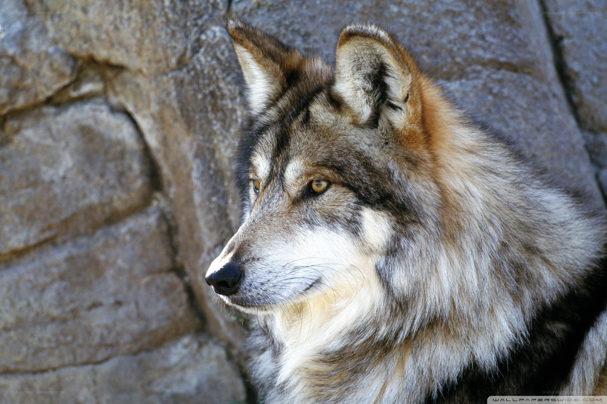 wolf in profile