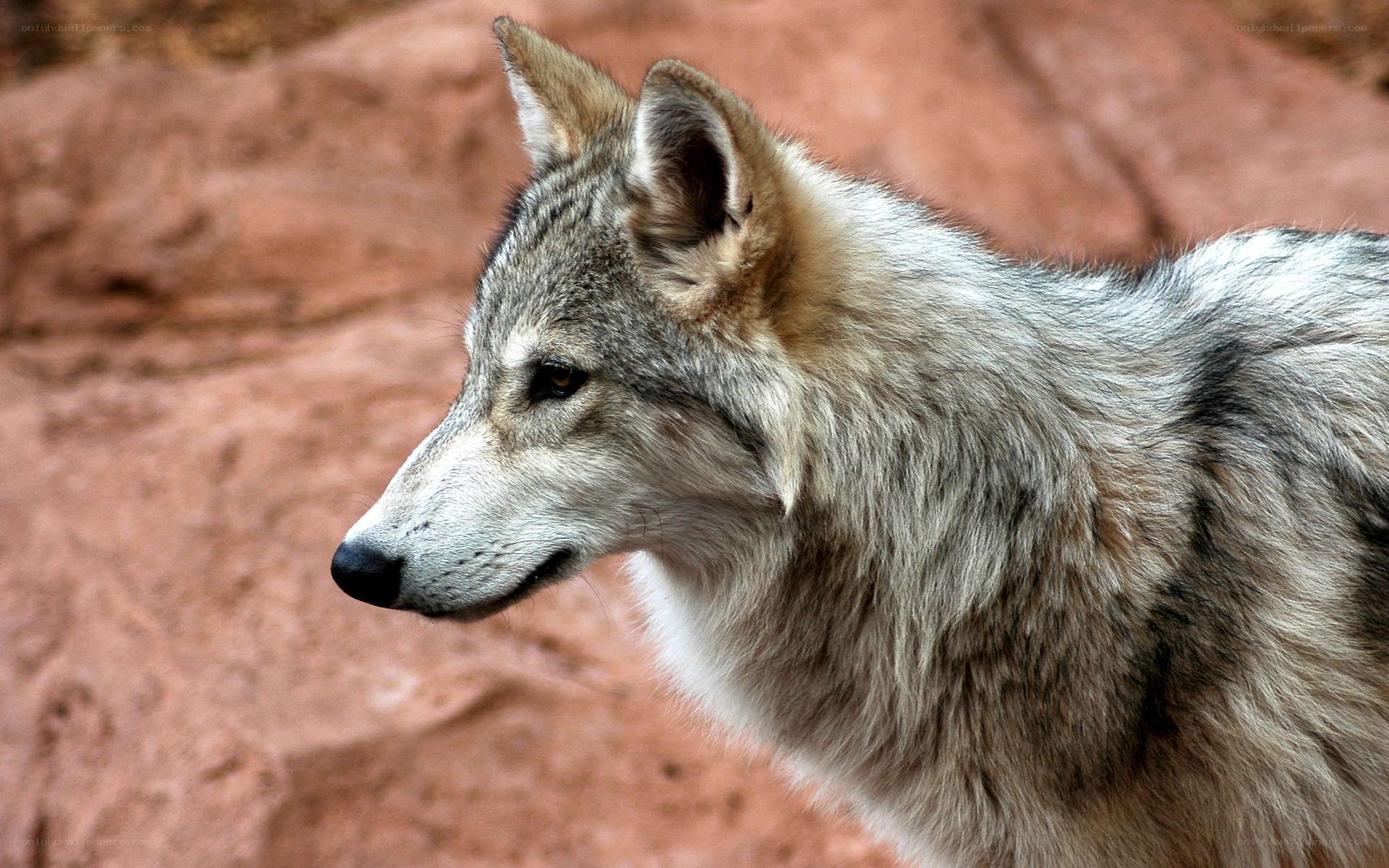wolf in profile against red rock