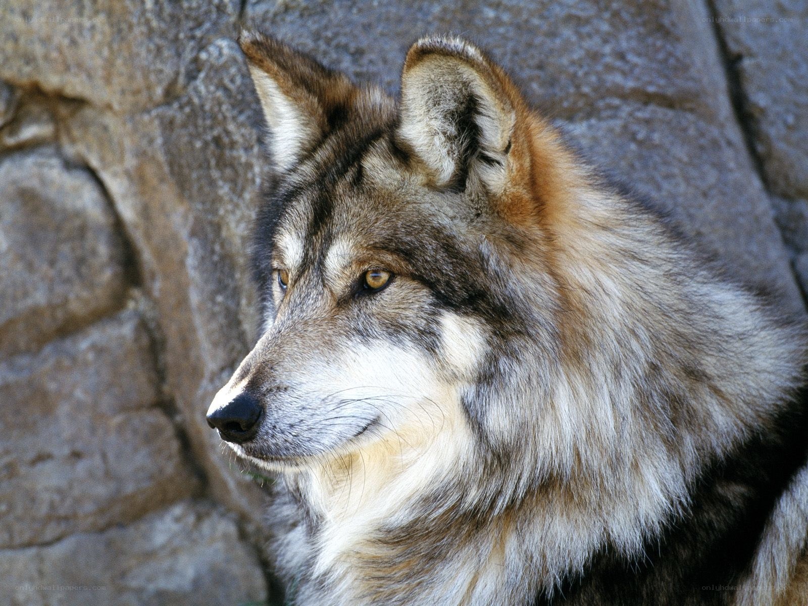wolf in profile against stone