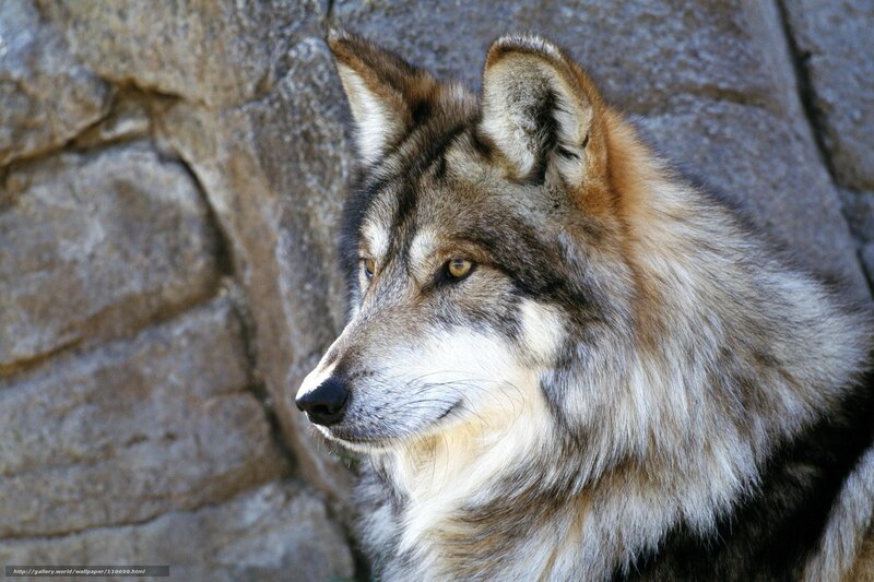 wolf in profile against stone