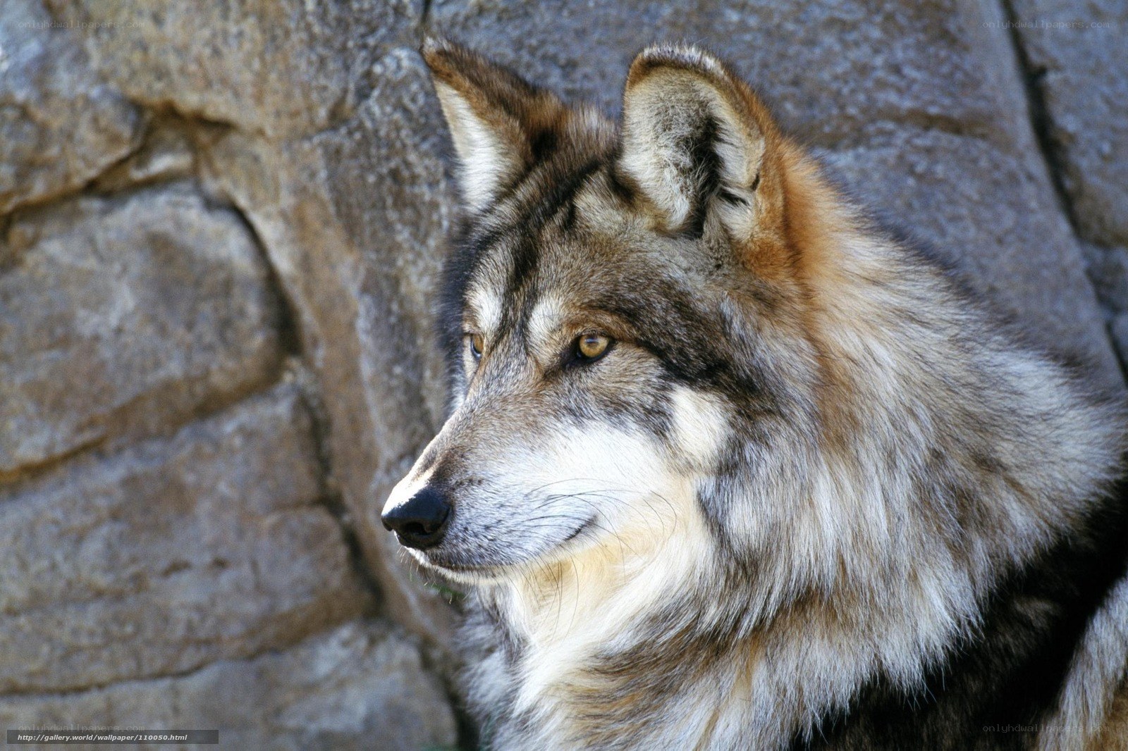 wolf in profile against stone
