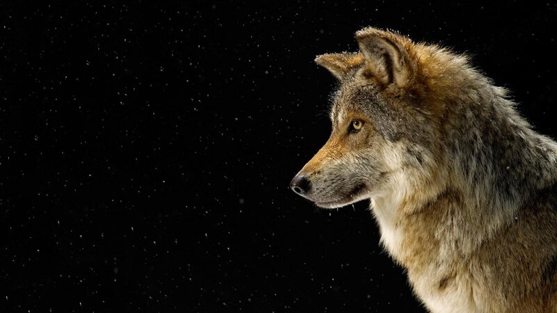 Wolf in Profile — Black, Dramatic, Night, Photograph, Snow, Brown, White