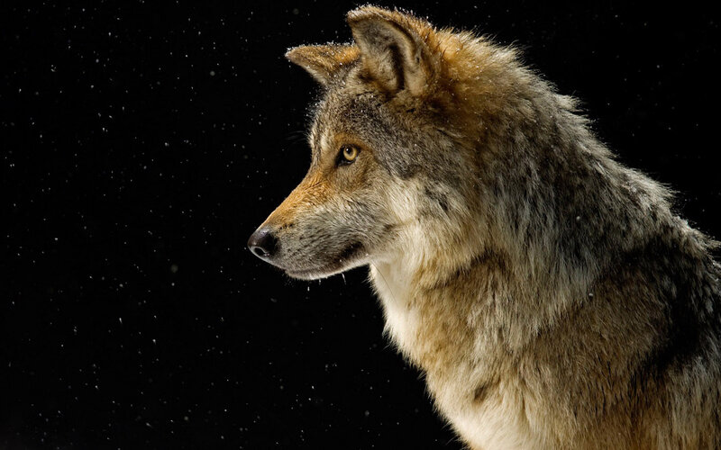 Wolf in Profile — Black, Dramatic, Night, Photograph, Snow