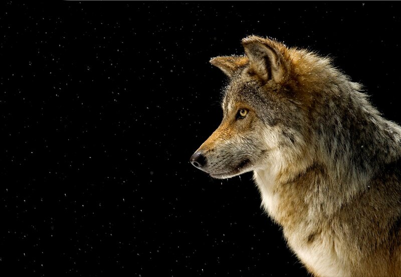 Wolf in Profile — Black, Dramatic, Night, Photograph