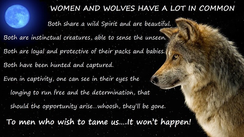 Wolf in Profile — Black, Dramatic, Night