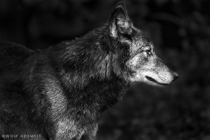 Wolf in Profile — Black, Dramatic, Photograph, Forest