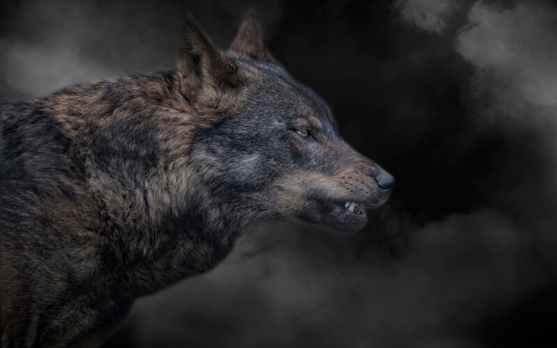 Wolf in Profile — Black, Dramatic, Photograph, Smoke