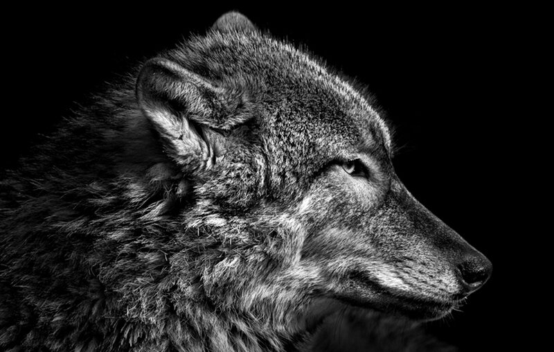 Wolf in Profile — Black, Dramatic, Photograph