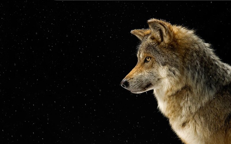Wolf in Profile — Black, Dramatic