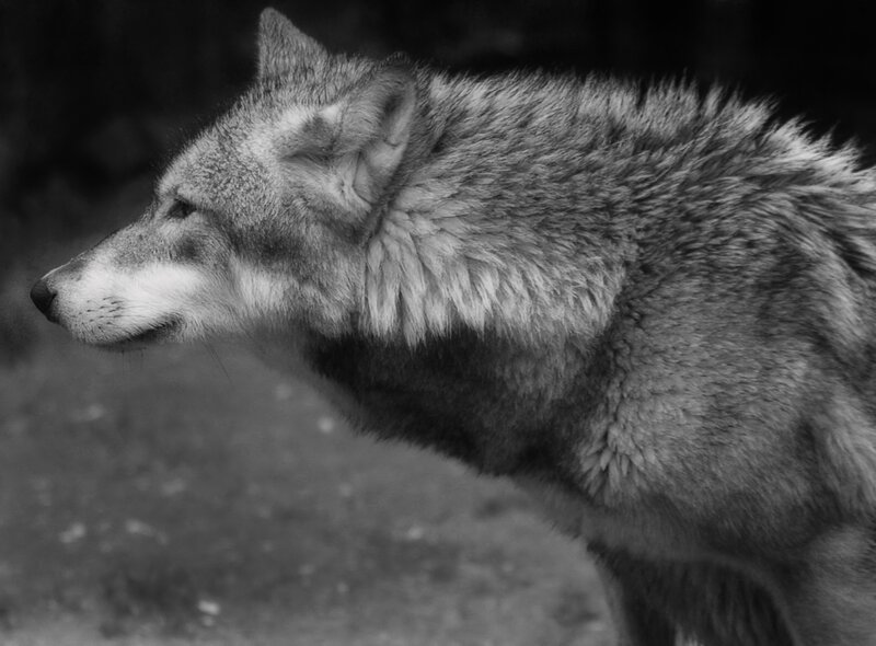 Wolf in Profile — Black, Serious, Photograph, Animal