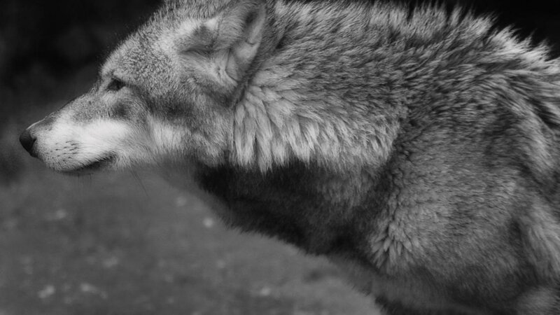 Wolf in Profile — Black, Serious, Photograph, Fur