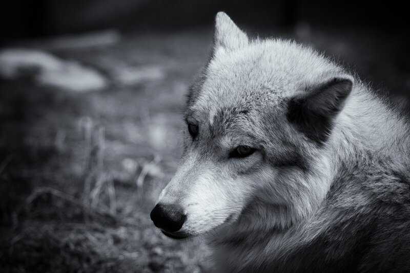 Wolf in Profile — Black, Serious, Photograph, Head