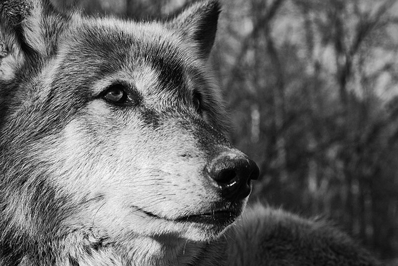 Wolf in Profile — Black, Serious