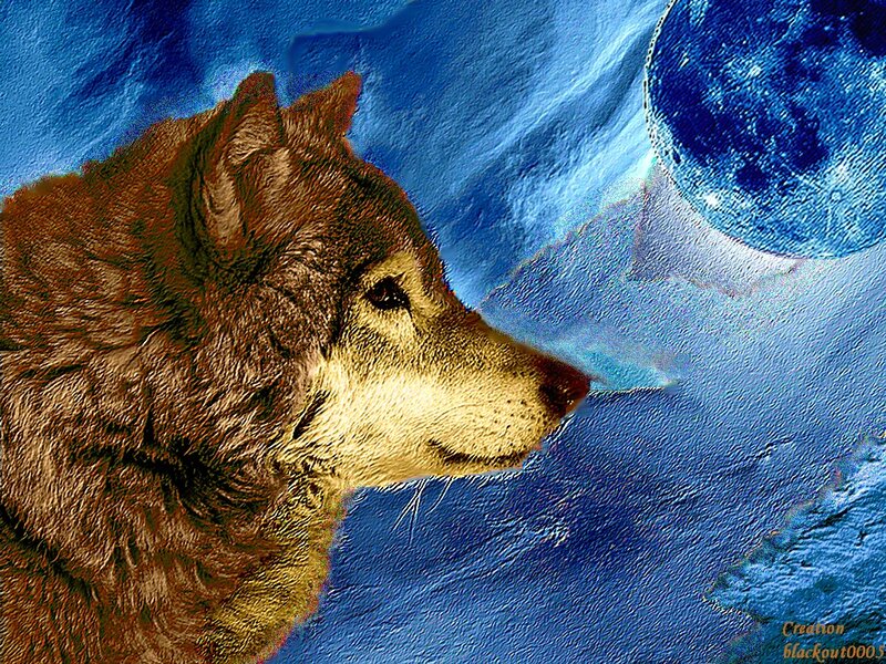 Wolf in Profile — Blue, Dramatic