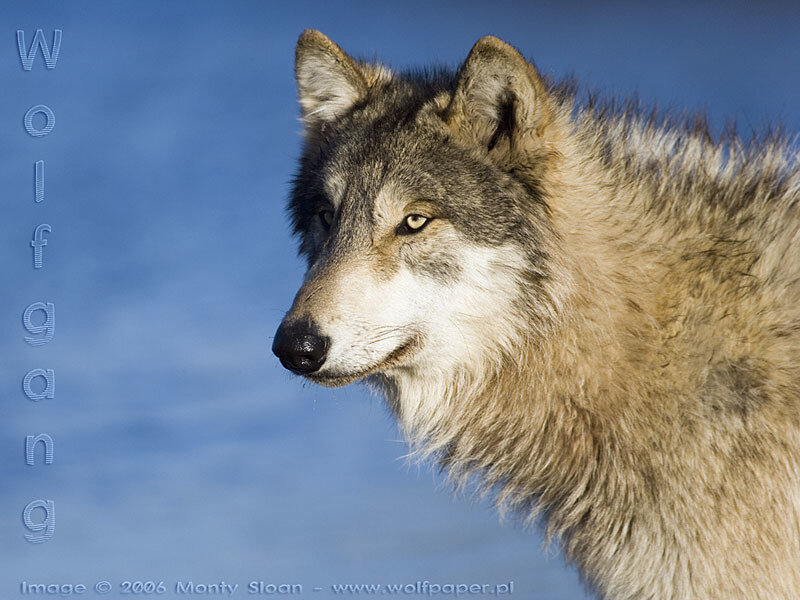 Wolf in Profile — Blue