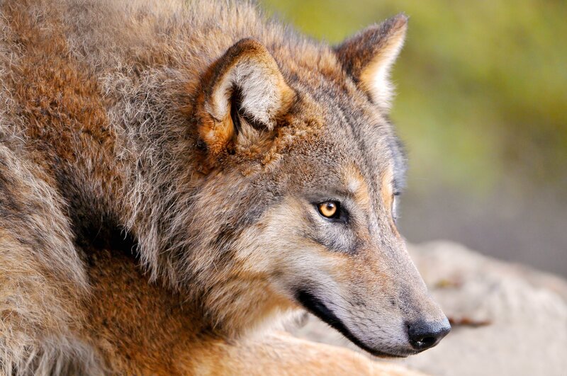 Wolf in Profile — Brown, Alert, Afternoon