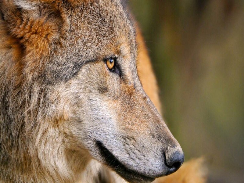 Wolf in Profile — Brown, Alert, Photograph, Eye, Fur