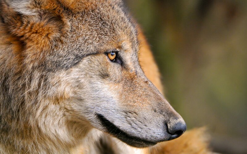 Wolf in Profile — Brown, Alert, Photograph, Eye
