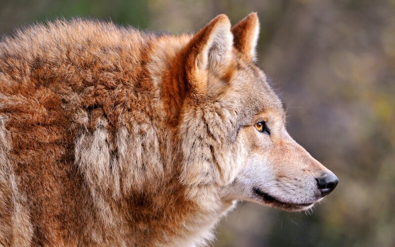 Wolf in Profile — Brown, Alert, Photograph, Forest, Fur