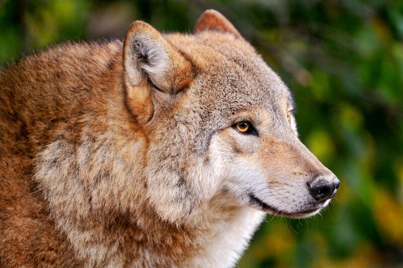 Wolf in Profile — Brown, Alert, Photograph, Forest, Greenery