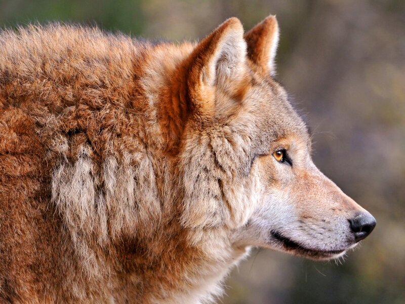 Wolf in Profile — Brown, Alert, Photograph, Forest