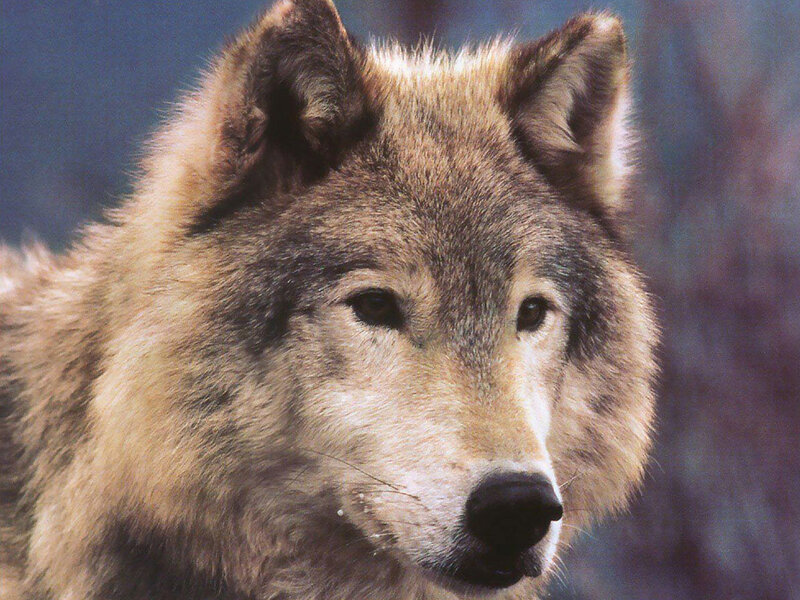 Wolf in Profile — Brown, Alert, Photograph, Fur