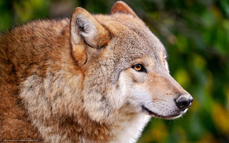 Wolf in Profile — Brown, Alert, Photograph, Green Foliage