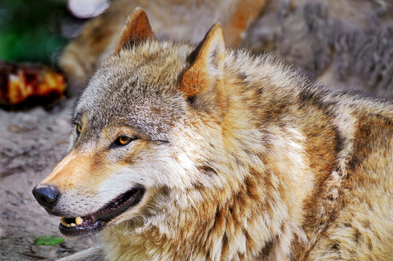 Wolf in Profile — Brown, Alert, Photograph, Rock