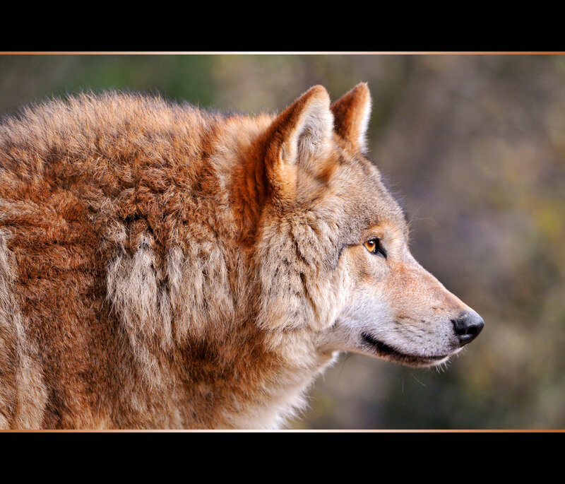 Wolf in Profile — Brown, Alert, Photograph