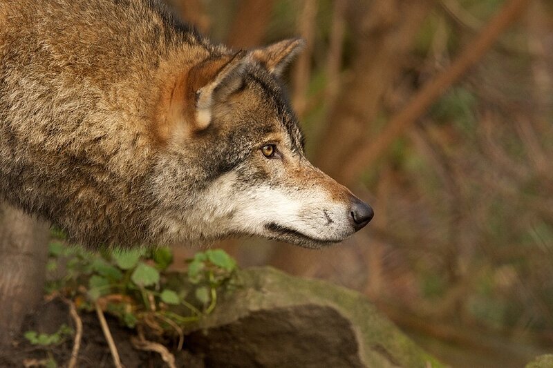 Wolf in Profile — Brown, Alert