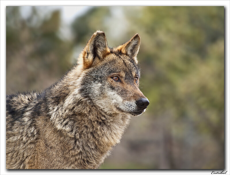 Wolf in Profile — Brown, Calm, Afternoon, Photograph