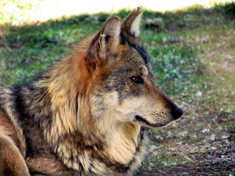 Wolf in Profile — Brown, Calm, Afternoon