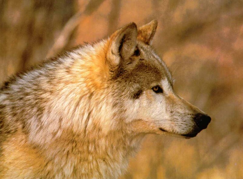 Wolf in Profile — Brown, Calm, Autumn