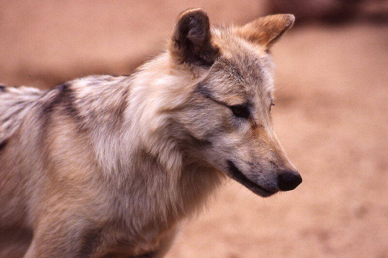 Wolf in Profile — Brown, Calm, Photograph, Ear
