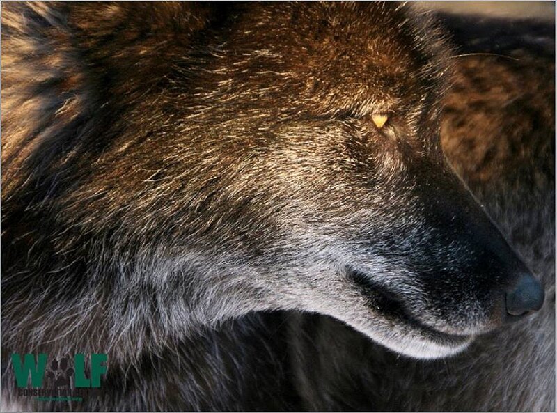 Wolf in Profile — Brown, Calm, Photograph, Eye, Fur