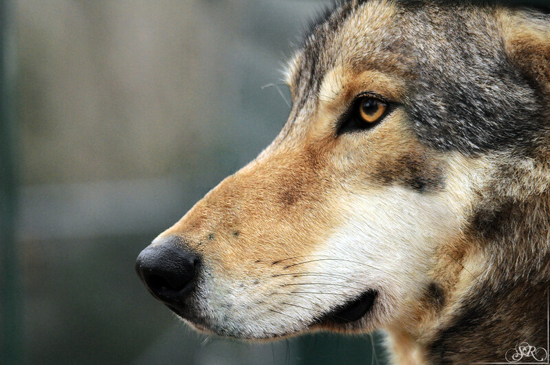 Wolf in Profile — Brown, Calm, Photograph, Eye