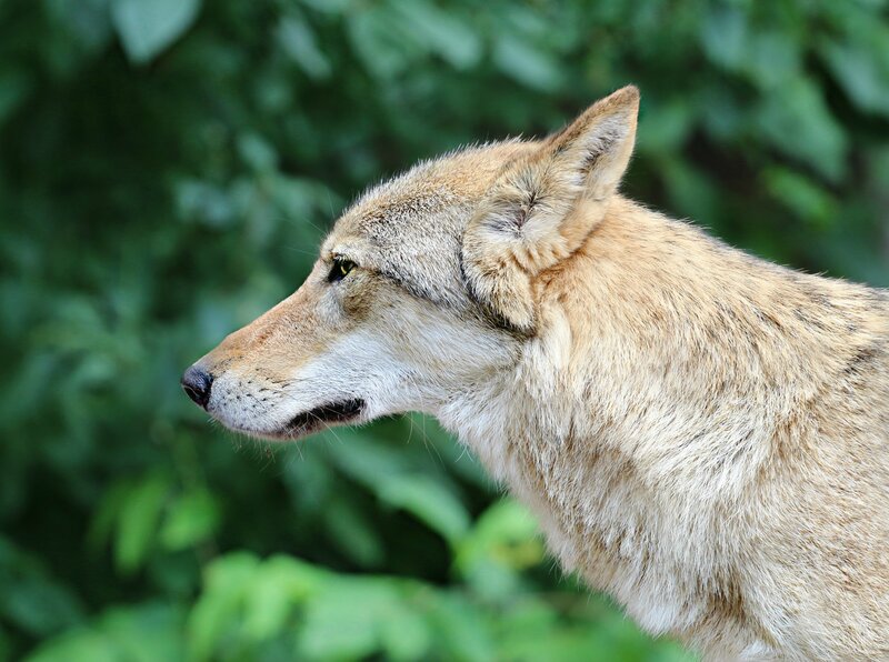 Wolf in Profile — Brown, Calm, Photograph, Green Foliage