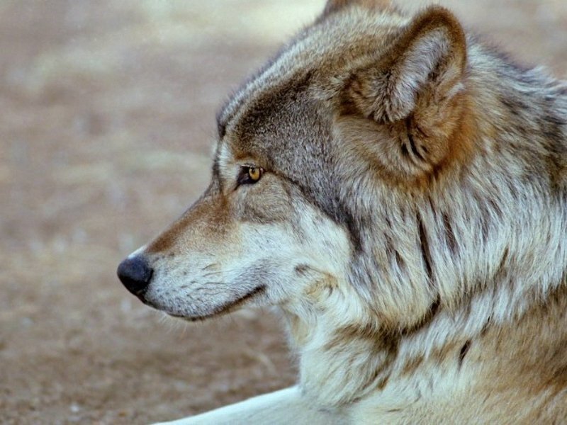 Wolf in Profile — Brown, Calm, Photograph, Head