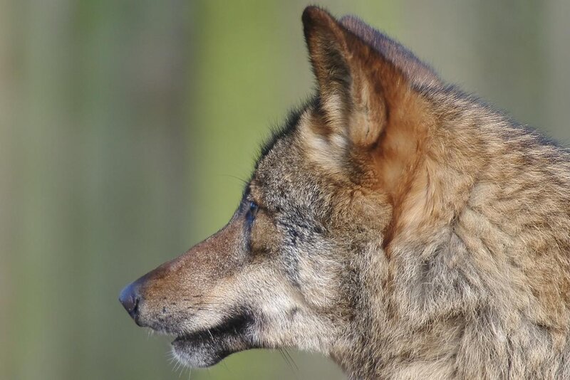 Wolf in Profile — Brown, Calm, Photograph