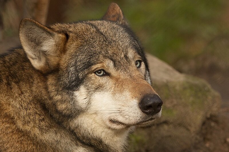 Wolf in Profile — Brown, Calm
