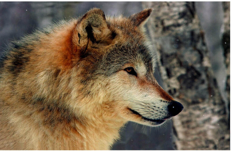 Wolf in Profile — Brown, Calm, Winter