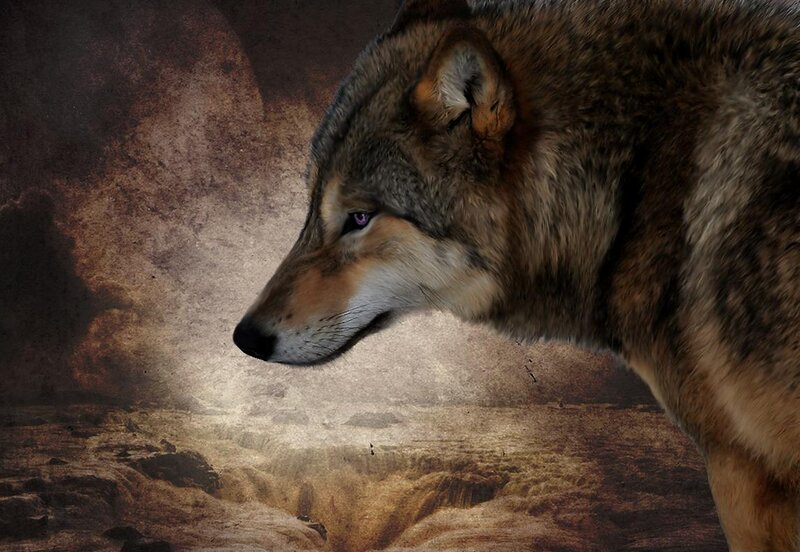Wolf in Profile — Brown, Dramatic, Digital Art