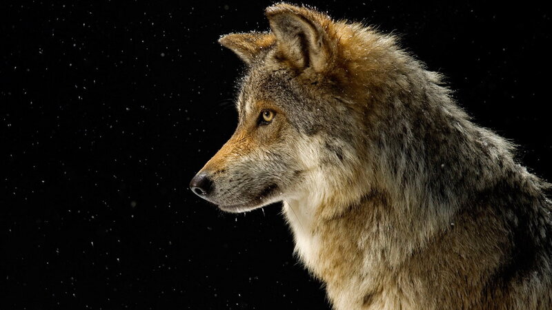 Wolf in Profile — Brown, Dramatic, Night, Photograph
