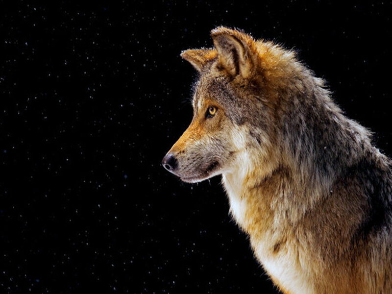 Wolf in Profile — Brown, Dramatic, Night
