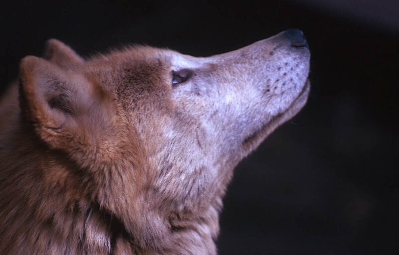 Wolf in Profile — Brown, Dramatic, Photograph
