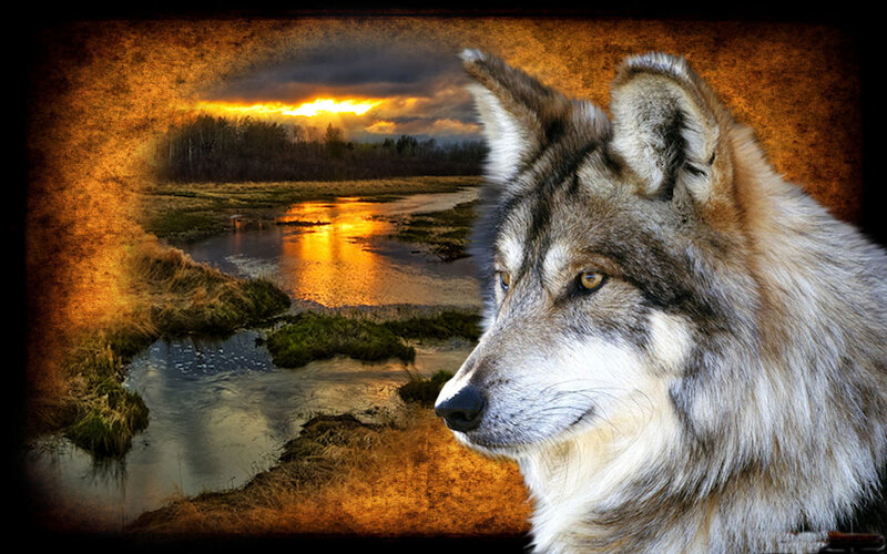 Wolf in Profile — Brown, Dramatic, Sunset