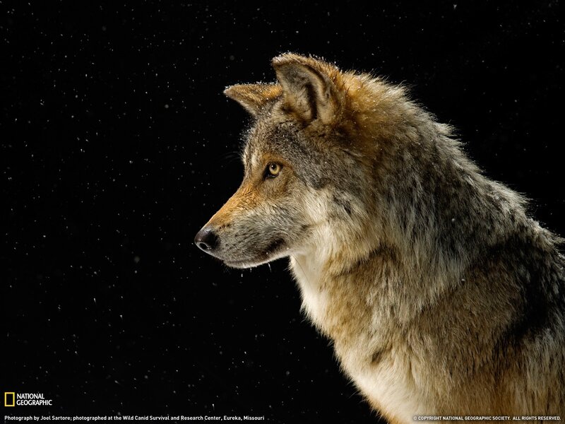 Wolf in Profile — Brown, Dramatic, Winter