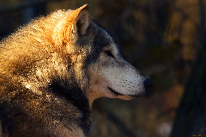 Wolf in Profile — Brown, Serene
