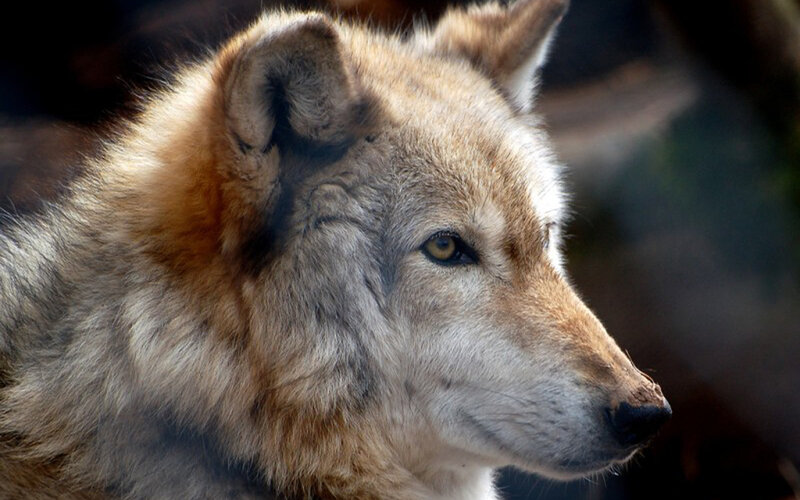 Wolf in Profile — Brown, Serious, Photograph, Head
